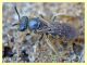 probabile Halictus sexcinctus - Anzio - 28.3.2012 (1).JPG