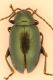 IMG_3081 Chrysomelidae.jpg