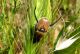 Brancoplia leucaspis leucaspis _2 25-04-2012 region Kiryat Ata.jpg