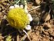 Sisiphus schaeffer_2. Hermon 2012-04-27.jpg