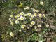 . Hermon_6 2012-04-27.jpg