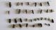 Cerambycidae, cleridae, glaphyridae. Hermon_5 2012-04-27.jpg