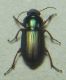 DSCN0016 - Copia.JPG