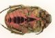 IMG_3161 Cetonia.jpg