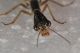 Raphidiidae Xanthostigma corsic2.JPG