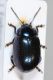 Chrysolina sp6.JPG