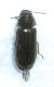 Coleoptera - 7.jpg