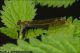 Calopteryx_splendens_F_5611.jpg