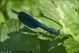 Calopteryx_splendens_M_5589.jpg