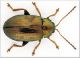 Crepidodera-femmina.jpg