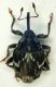 Mogulones Curculio Badolo.JPG