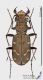Cicindela_soluta_s.jpg