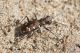 IMG_8434_cicindela_soluta.jpg
