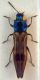 Agrilus poirieri copia.JPG