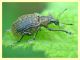 Curculionidae Orte 21.5.2011 (2).JPG