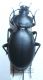 Carabus sp. Giordania.jpg