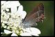 Satyrium spini (1).jpg