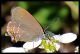 Satyrium spini.jpg