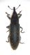 Lixus 002 dorso.jpg