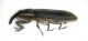 Lixus 002 lato.jpg