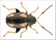 Phyllotreta-ochripes-2012.jpg