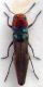 Agrilus incredulus.jpg
