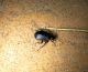 Calosoma.jpg