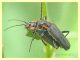 Cantharis sp. - Rocca Cencia - 1.4.2012 (1).JPG