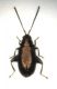 Phyllotreta mm.2,6.jpg