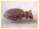 Curculionidae trovato morto  Anela 12.8.2011.. (1).JPG