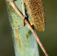 IMG_5706 - Copia.JPG