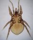P. fucorum_maschio_ventrale.JPG