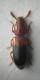 Corticeus bicolor.jpg