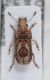 Pseudeuparius centromaculatus 2.JPG