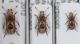 Pseudeuparius centromaculatus 1.JPG