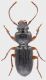 Carabidae-Torre-Mozza.jpg