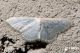 idaea-forse.jpg