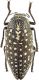 Julodis-sp-38579cz82.jpg