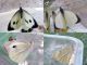 Pieris_brassicae_femmina_maschio.jpg