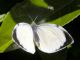 Pieris_brassicae_adulto_maschio.jpg
