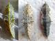 Pieris_brassicae_1^.2^.3^fase.jpg