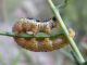 Pieris_brassicae_larva.jpg