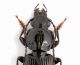 Pterosticus rhaeticus lg.10.5 mm. pronoto - Treviso - Revine  12-V-2012_02.JPG