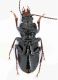 Pterosticus sp. lg.12 mm. addome - Treviso - Revine  12-V-2012.jpg