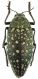 Julodis-euphratica-58519cz24.jpg