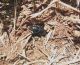 Acinopus sabulosus.jpg