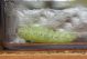 382larva.jpg