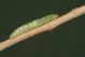 383larva.jpg