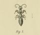 Sclerogibba crassifemorata Riggio & De Stefani Perez, 1888.jpg