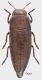 Sphenoptera-small.JPG